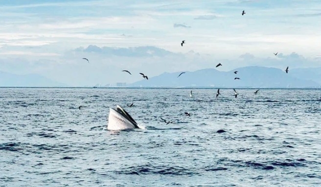 another feeding whale delights visitors to nha trang bay picture 1