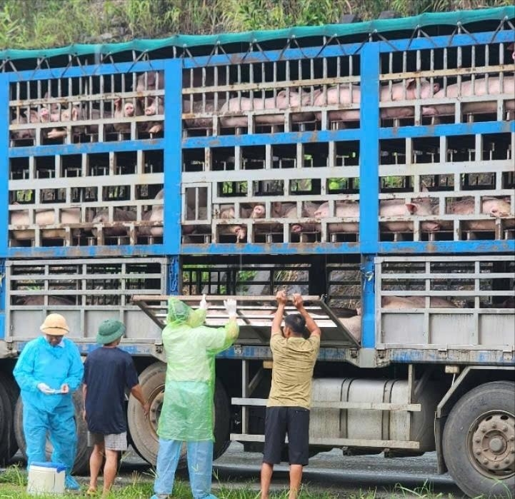 phú thọ phát hiện xe chở 190 con lợn nhiễm dịch tả châu phi trên đường đi tiêu thụ hình ảnh 1 phu tho phat hien xe cho 190 con lon nhiem dich ta chau phi tren duong di tieu thu hinh anh 1
