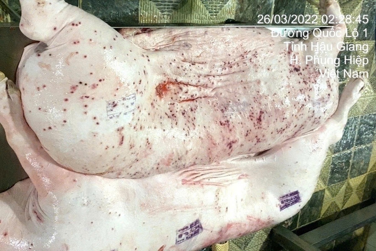 không khởi tố vụ tố giác c.p. việt nam bán thịt heo bệnh hình ảnh 1 khong khoi to vu to giac c.p. viet nam ban thit heo benh hinh anh 1