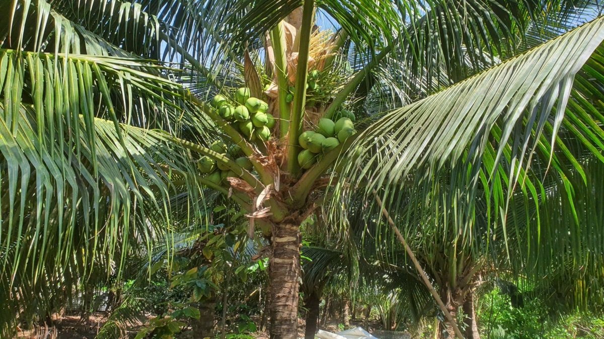 Đồng tháp diện tích cây dừa tăng lên, nông dân thận trọng khi trồng ồ ạt hình ảnh 2 Dong thap dien tich cay dua tang len, nong dan than trong khi trong o at hinh anh 2