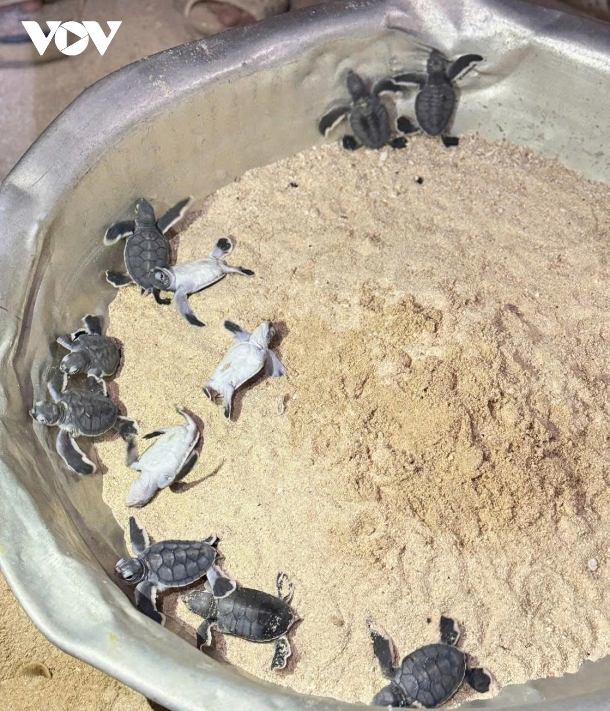 11 newly hatched turtles in gia lai released into the wild picture 1 11 newly hatched turtles in gia lai released into the wild picture 1