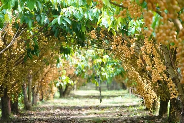 Loại quả dân dã giúp người dân miền Tây làm giàu