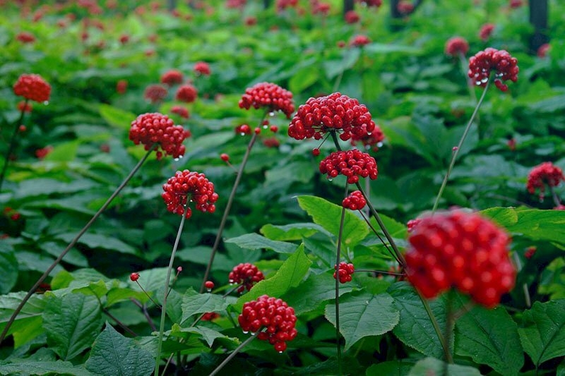 Ba loại hạt quý đắt như vàng của núi rừng Việt Nam