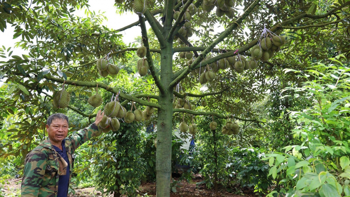 Chưa phát hiện dư lượng chất vàng O, Cadimi trong sầu riêng Đắk Lắk