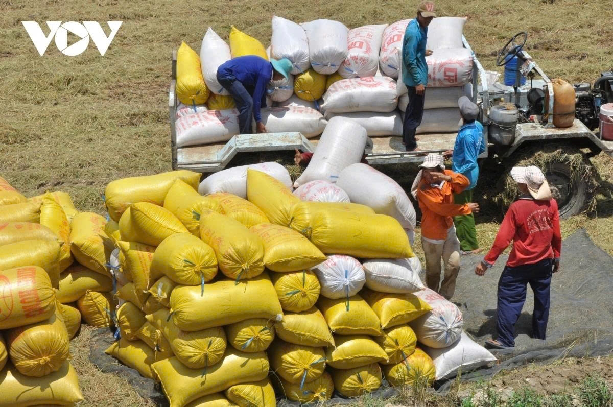 80 years on vietnam emerges from rice importer to top 3 global exporter picture 1 80 years on vietnam emerges from rice importer to top 3 global exporter picture 1
