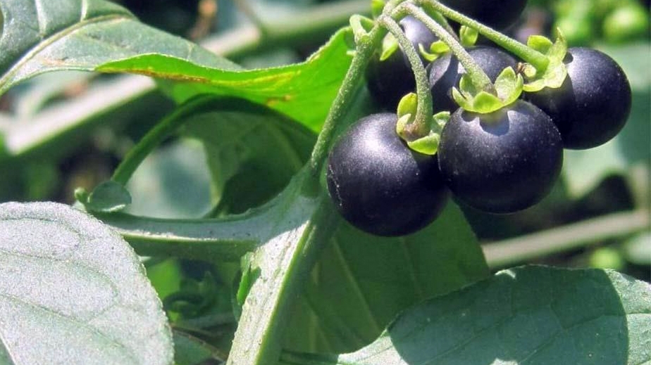 Quả dại xưa không ai "ngó" nay thành vị thuốc có giá gần 1 triệu đồng/kg