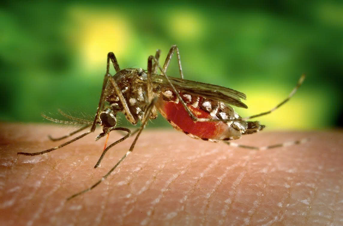 health ministry warns about risk of chikungunya outbreak in vietnam picture 1 health ministry warns about risk of chikungunya outbreak in vietnam picture 1