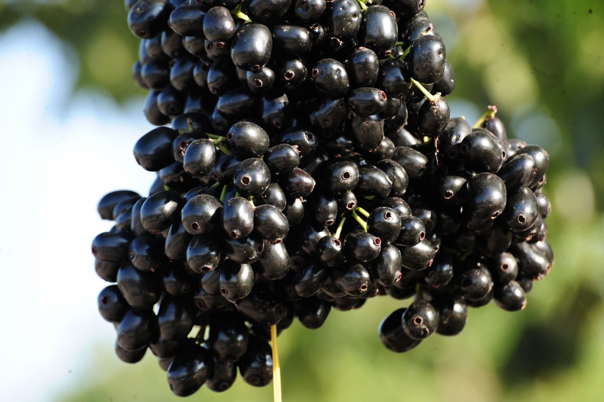 Qủa dại miền Tây thành đặc sản được săn lùng dịp hè