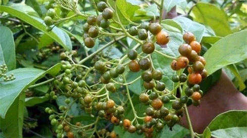 “Hạt tiêu của núi rừng” có hương vị lạ giá bán 250.000 đồng/kg