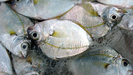 Loài cá có tên rất lạ xưa bán chẳng ai mua nay được săn lùng