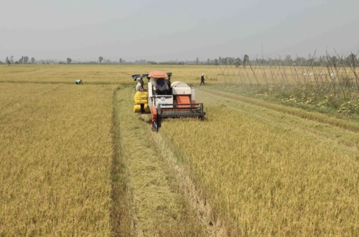 vietnam s rice race heats up with fresh push for quality gains picture 1