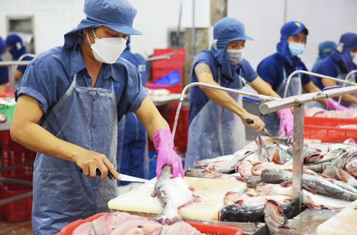 vietnam s pangasius exports climb to over us 1.2 billion in seven months picture 1