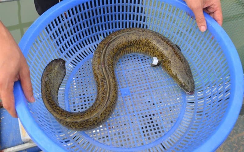 ngo doc ca bien, nhieu nguoi nhap vien hinh anh 1