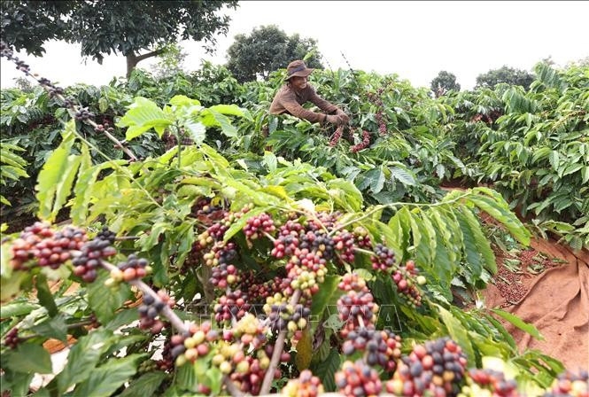 agro-forestry-fishery exports surge 14.7 in seven months picture 1