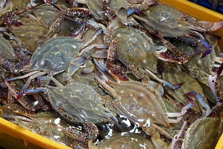 crab exports hit 10-year high in first quarter picture 1