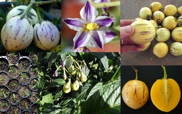 Dưa vàng sọc tím lạ miệng, chị em ráo riết săn lùng