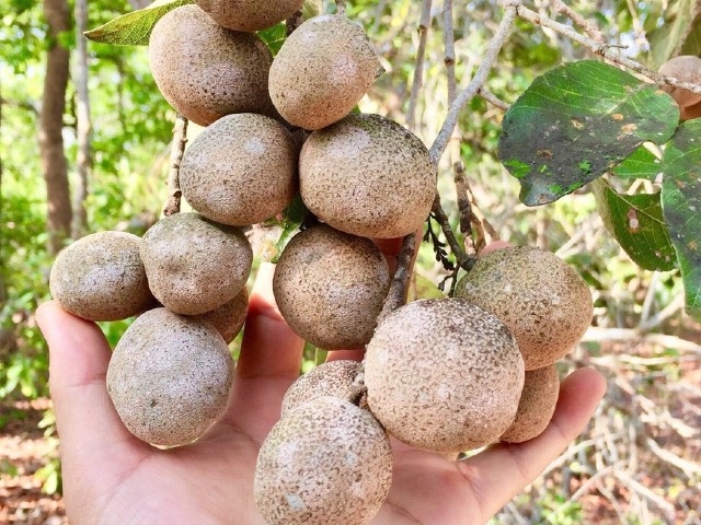 Dược liệu quý từ thứ quả hiếm, có tên độc đáo ở miền Tây