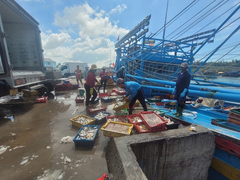 hcm city steps up measures to address iuu fishing picture 1