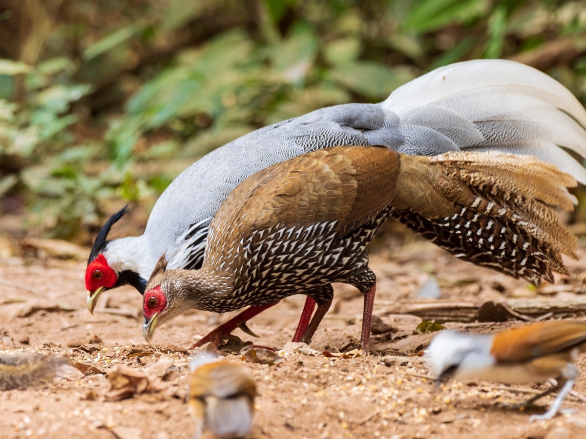 Những loại gà lôi nào là quý hiếm?