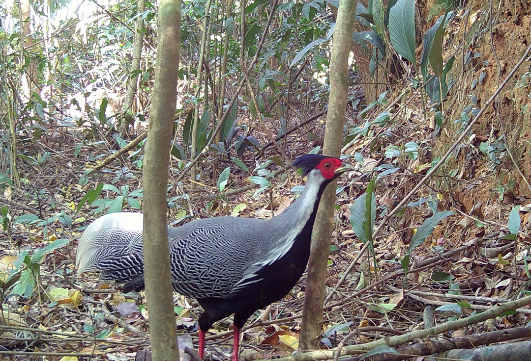 quang ngai phat hien ga loi o vuon quoc gia chu mom ray hinh anh 1
