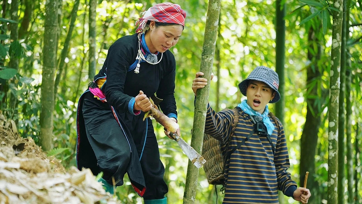 Chị Vàng Thị Thông hướng dẫn các nghệ sĩ lấy măng rừng trong show “Gia đình Haha”. Chị Vàng Thị Thông hướng dẫn các nghệ sĩ lấy măng rừng trong show “Gia đình Haha”.