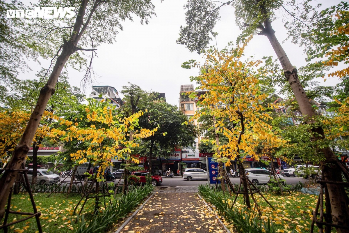 a glimpse of poetic hanoi amid leaf-changing season picture 1