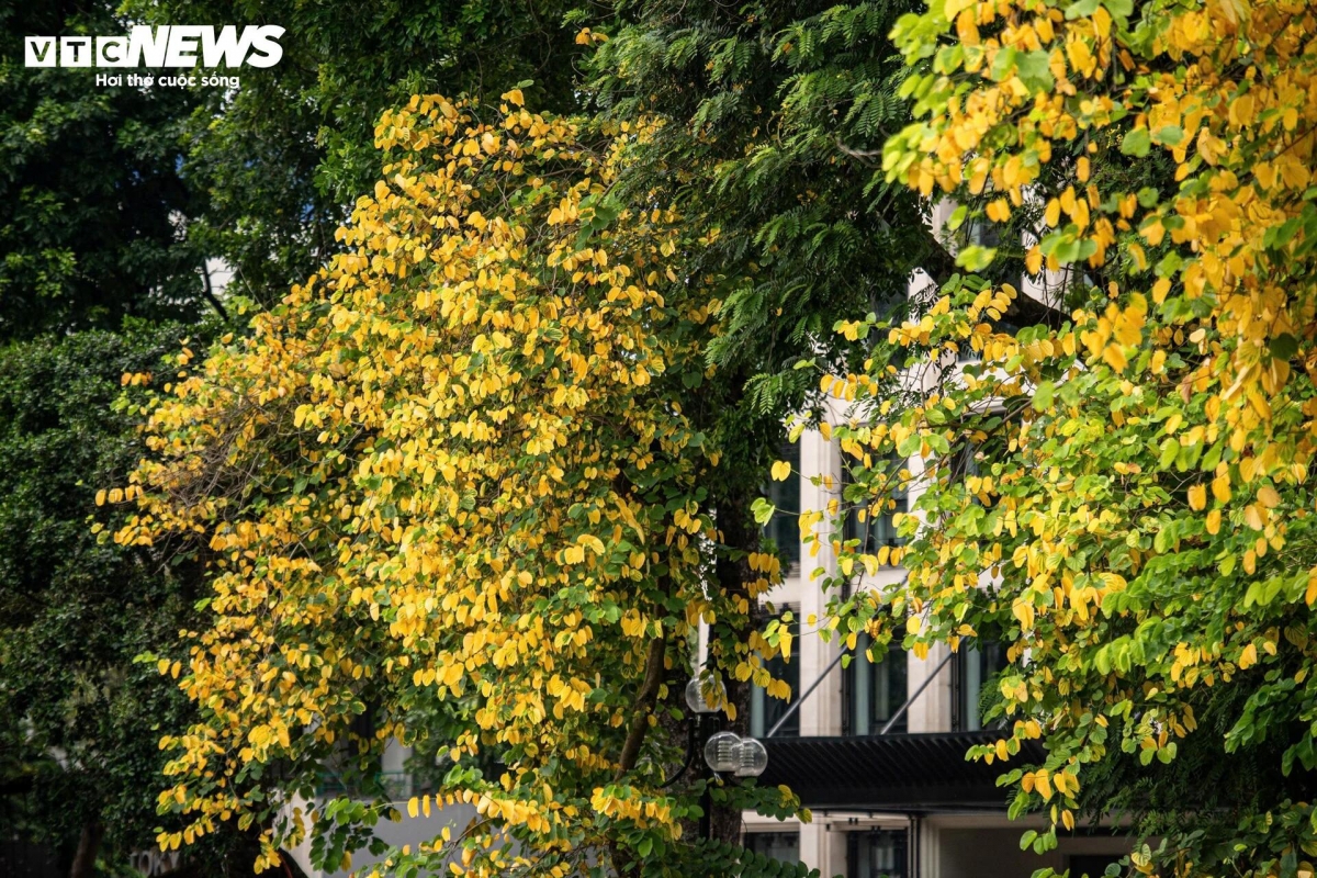 a glimpse of poetic hanoi amid leaf-changing season picture 10