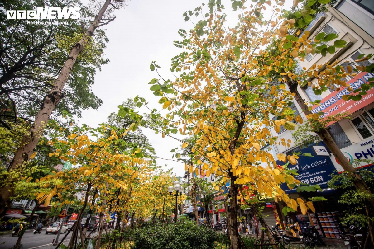 a glimpse of poetic hanoi amid leaf-changing season picture 11