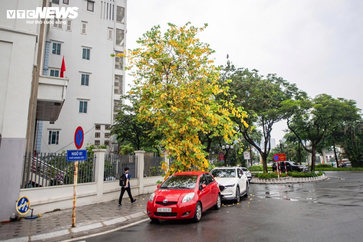 a glimpse of poetic hanoi amid leaf-changing season picture 12