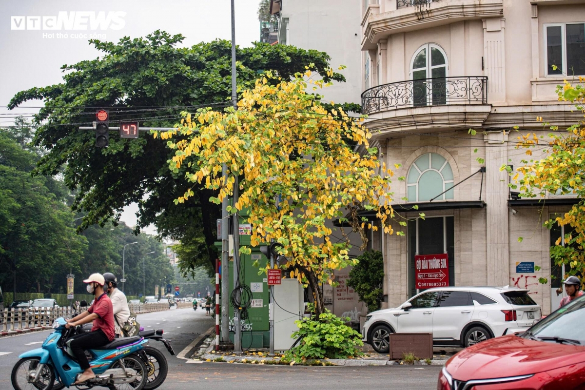 a glimpse of poetic hanoi amid leaf-changing season picture 13