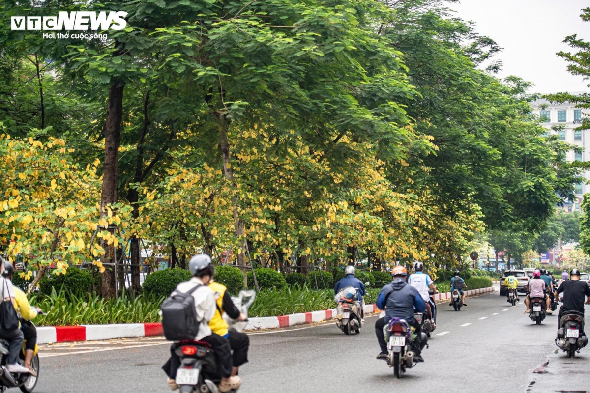 a glimpse of poetic hanoi amid leaf-changing season picture 14