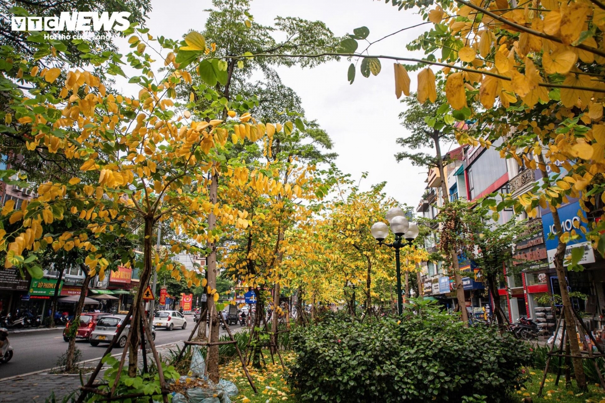 a glimpse of poetic hanoi amid leaf-changing season picture 2