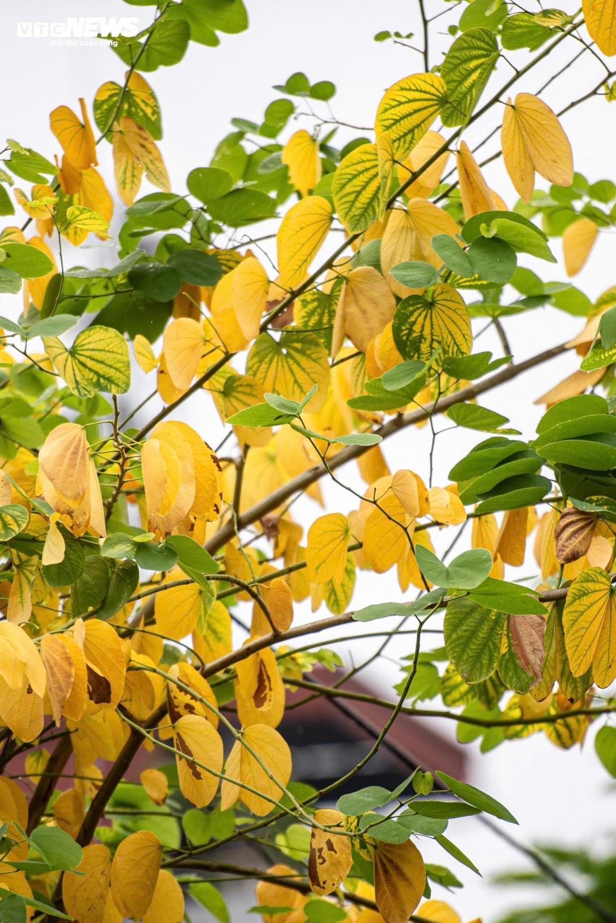 a glimpse of poetic hanoi amid leaf-changing season picture 4