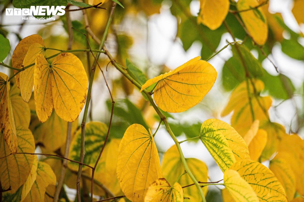 a glimpse of poetic hanoi amid leaf-changing season picture 5