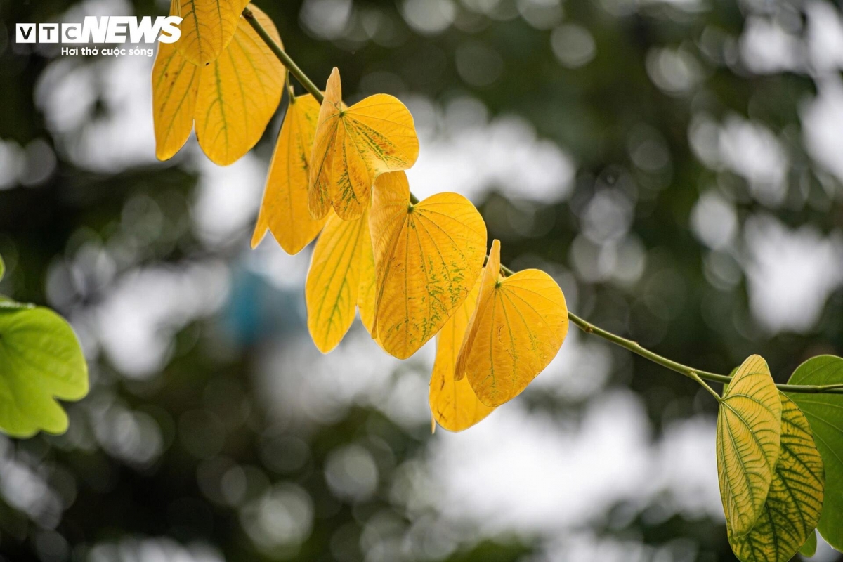 a glimpse of poetic hanoi amid leaf-changing season picture 6