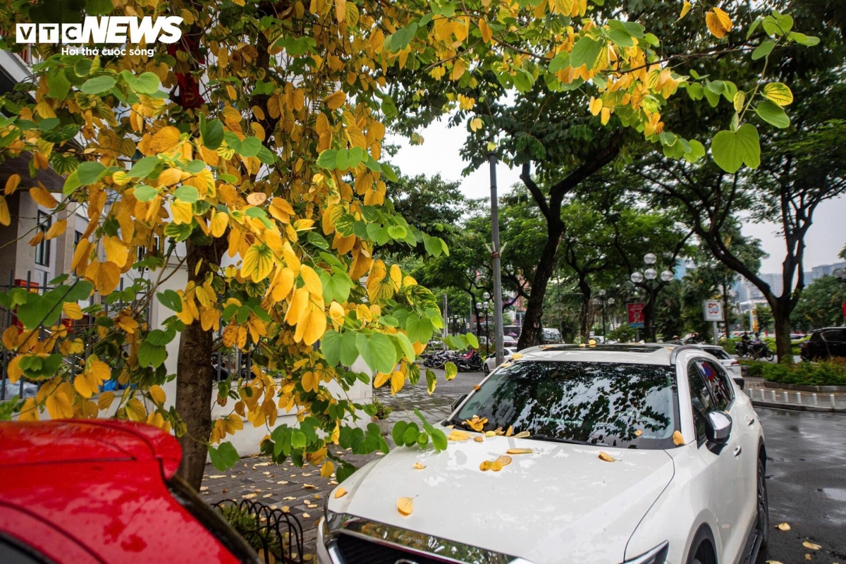 a glimpse of poetic hanoi amid leaf-changing season picture 7