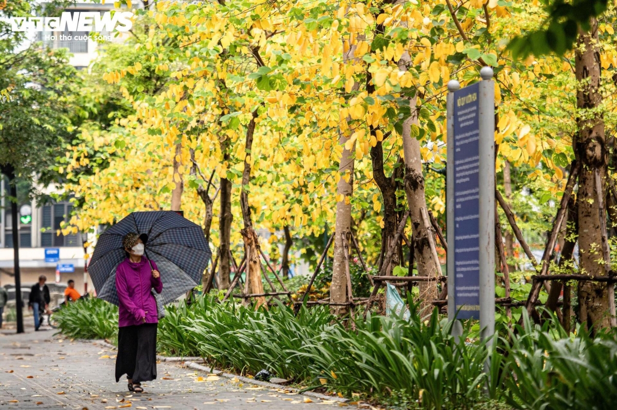 a glimpse of poetic hanoi amid leaf-changing season picture 8