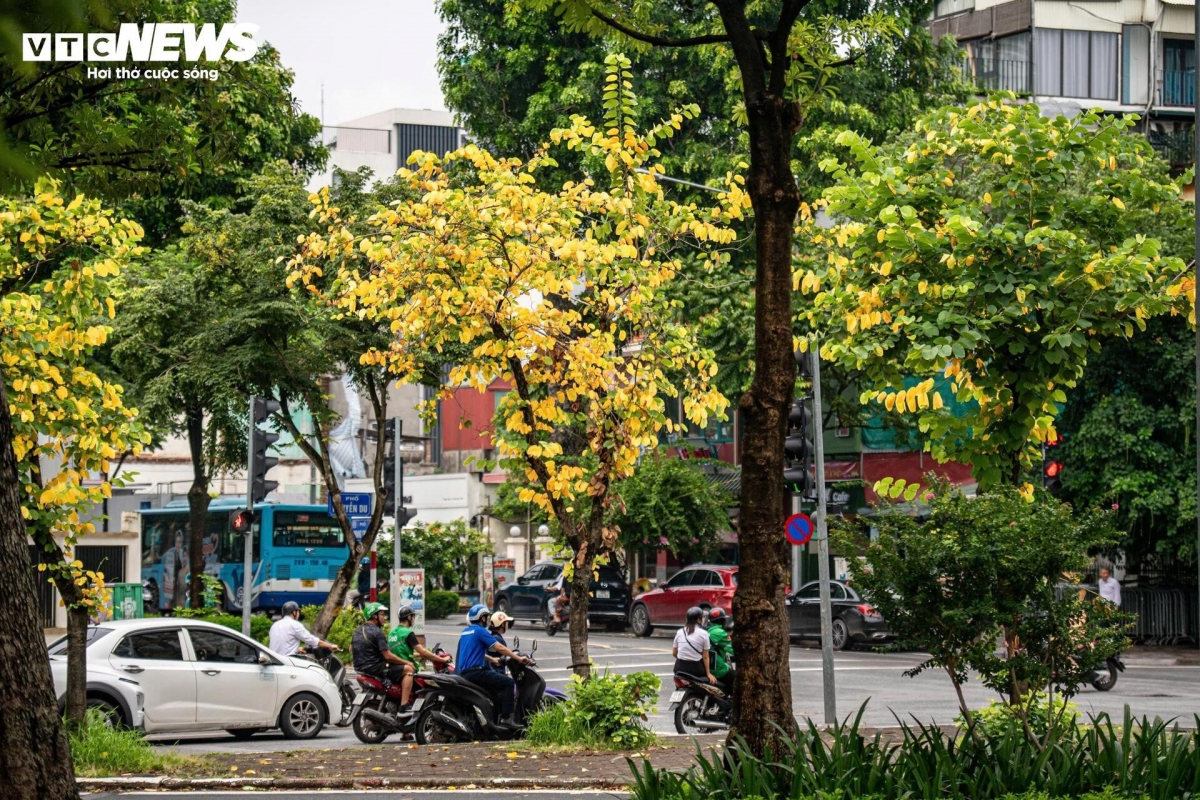a glimpse of poetic hanoi amid leaf-changing season picture 9
