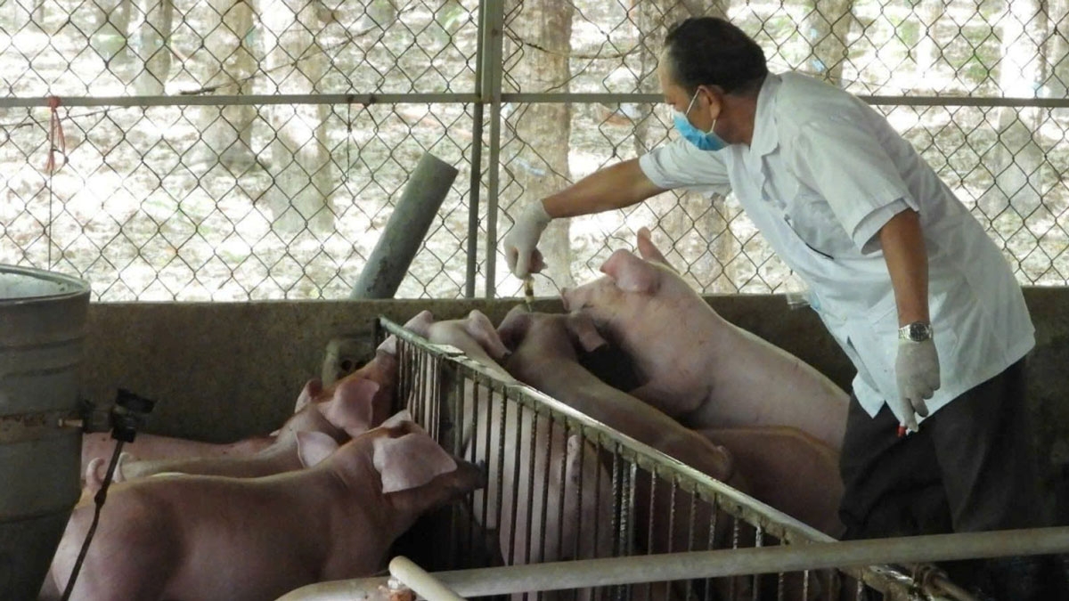 Khu vực có đàn heo lớn nhất TP.HCM nỗ lực chặn dịch tả heo châu Phi