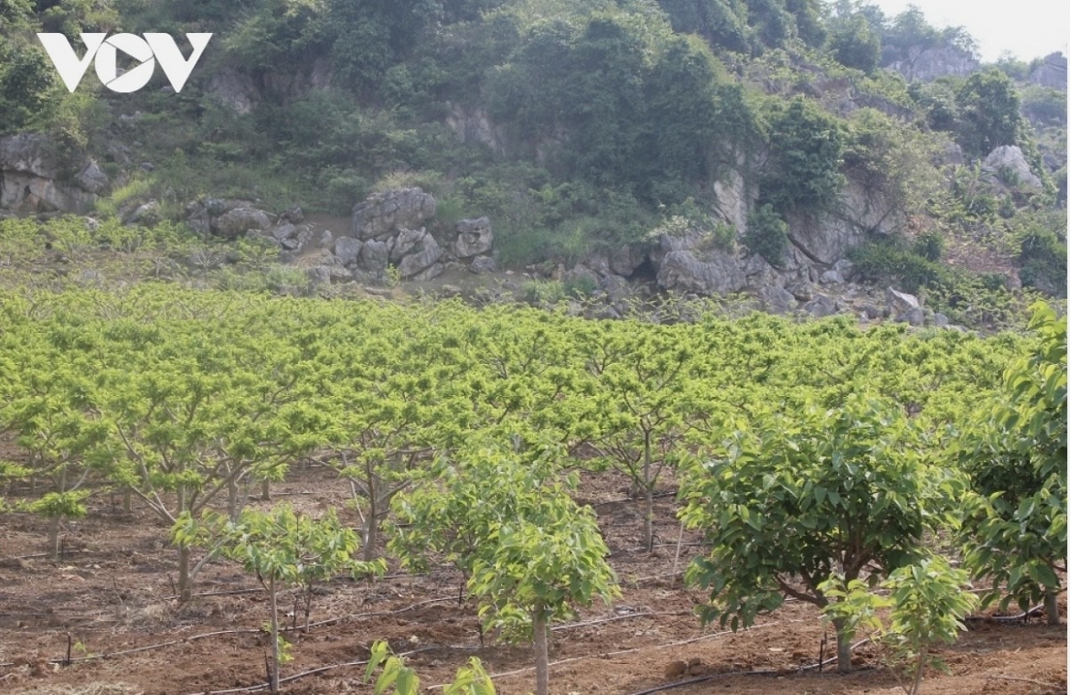 Dong bao cac dan toc tay bac - sang tao va lam giau tu loi the rieng hinh anh 2