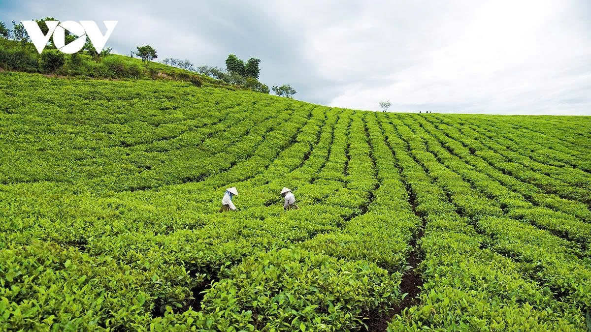 a retreat to the romantic tea hills of moc chau plateau picture 1 a retreat to the romantic tea hills of moc chau plateau picture 1