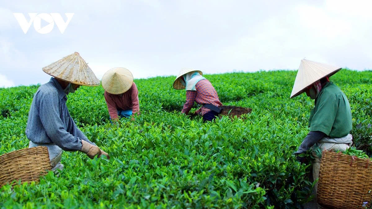a retreat to the romantic tea hills of moc chau plateau picture 11