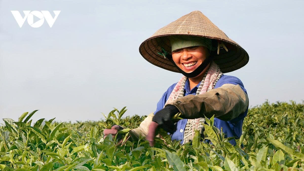 a retreat to the romantic tea hills of moc chau plateau picture 13