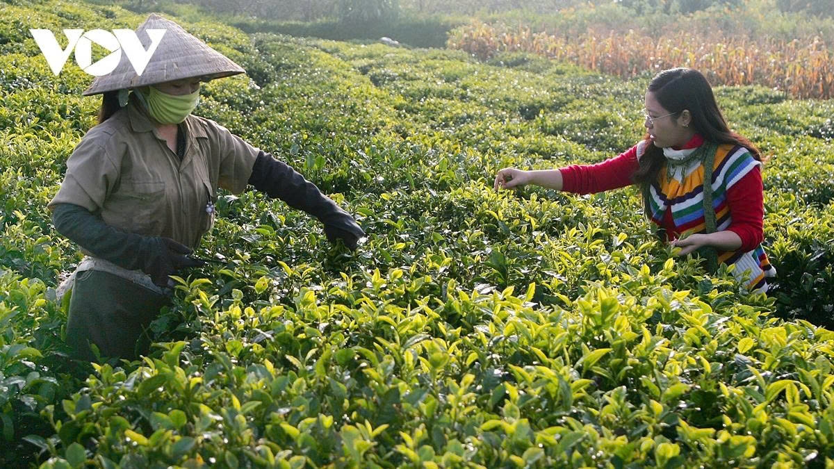 a retreat to the romantic tea hills of moc chau plateau picture 14 a retreat to the romantic tea hills of moc chau plateau picture 14