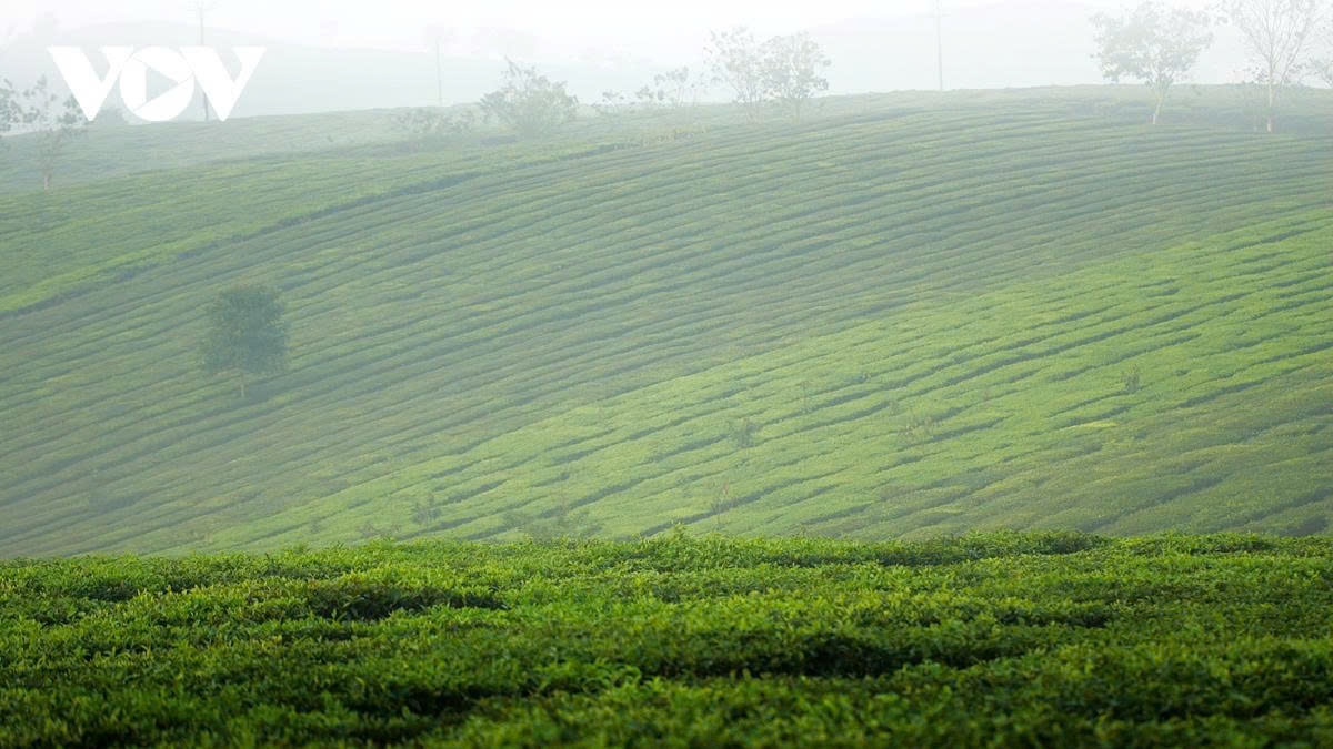 a retreat to the romantic tea hills of moc chau plateau picture 4 a retreat to the romantic tea hills of moc chau plateau picture 4