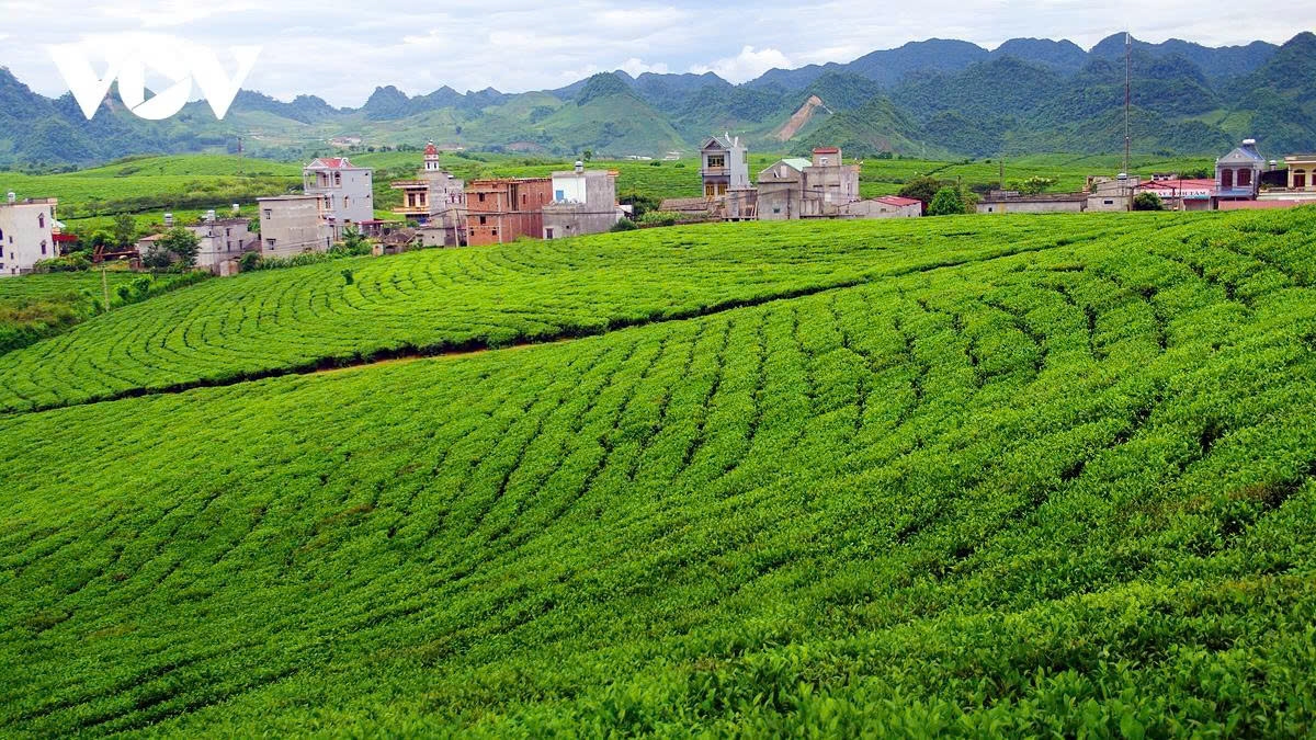 a retreat to the romantic tea hills of moc chau plateau picture 5 a retreat to the romantic tea hills of moc chau plateau picture 5