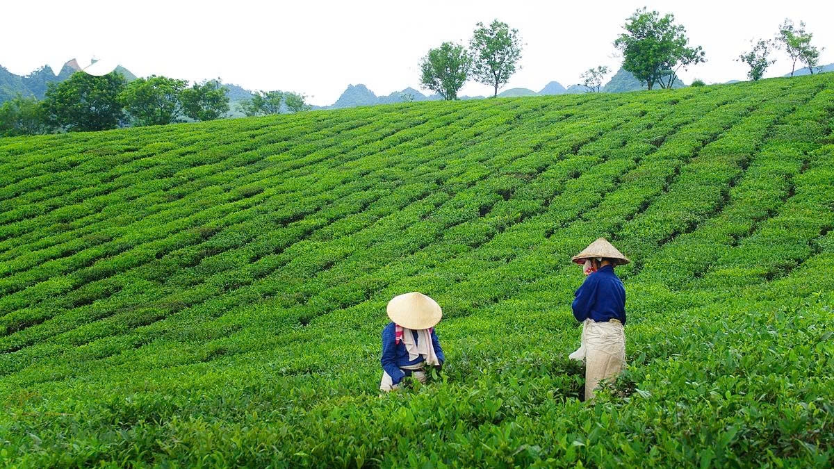 a retreat to the romantic tea hills of moc chau plateau picture 7 a retreat to the romantic tea hills of moc chau plateau picture 7