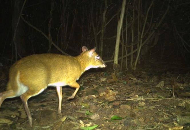 rare animals seen through camera traps in phong nha- ke bang national park picture 1