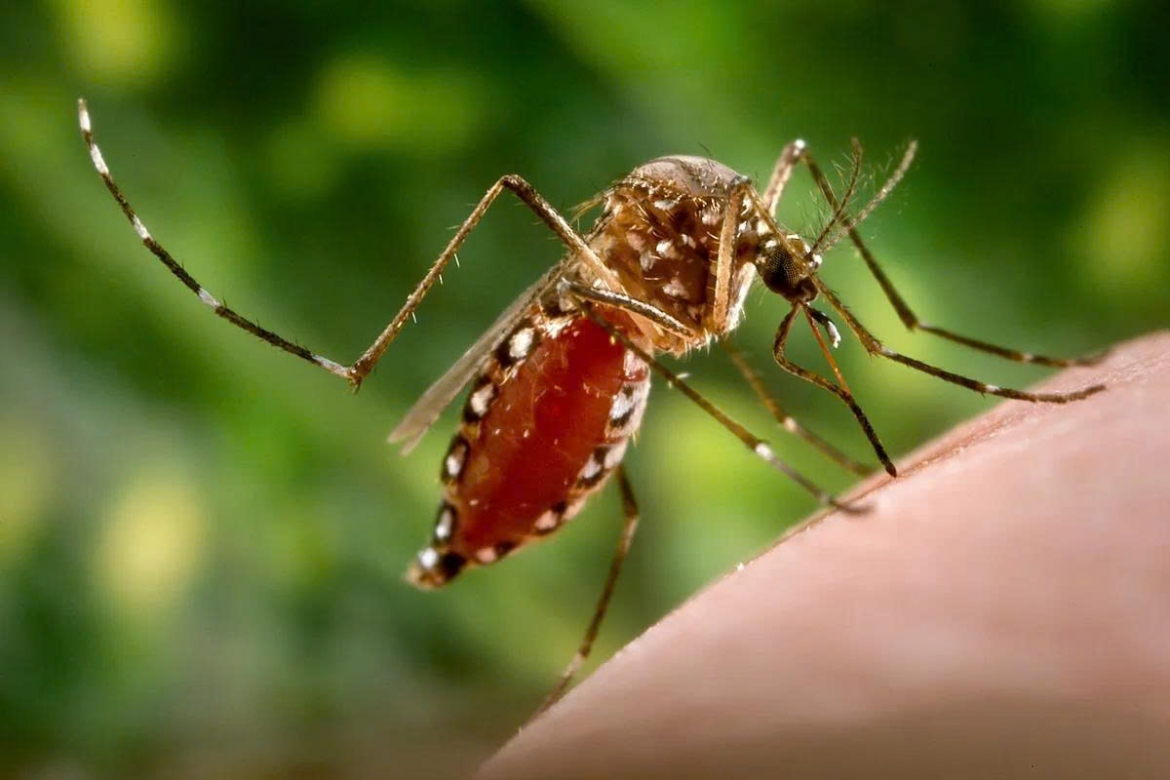 Diem khac biet giua benh chikungunya va sot xuat huyet dengue hinh anh 1