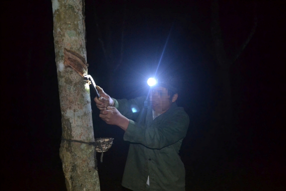 Xác định 2 kẻ gian trộm mủ cao su của người dân ở Quảng Trị